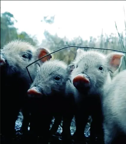 Moby & The Void Pacific Choir Send Love Letter To Animals On Valentine's Day
