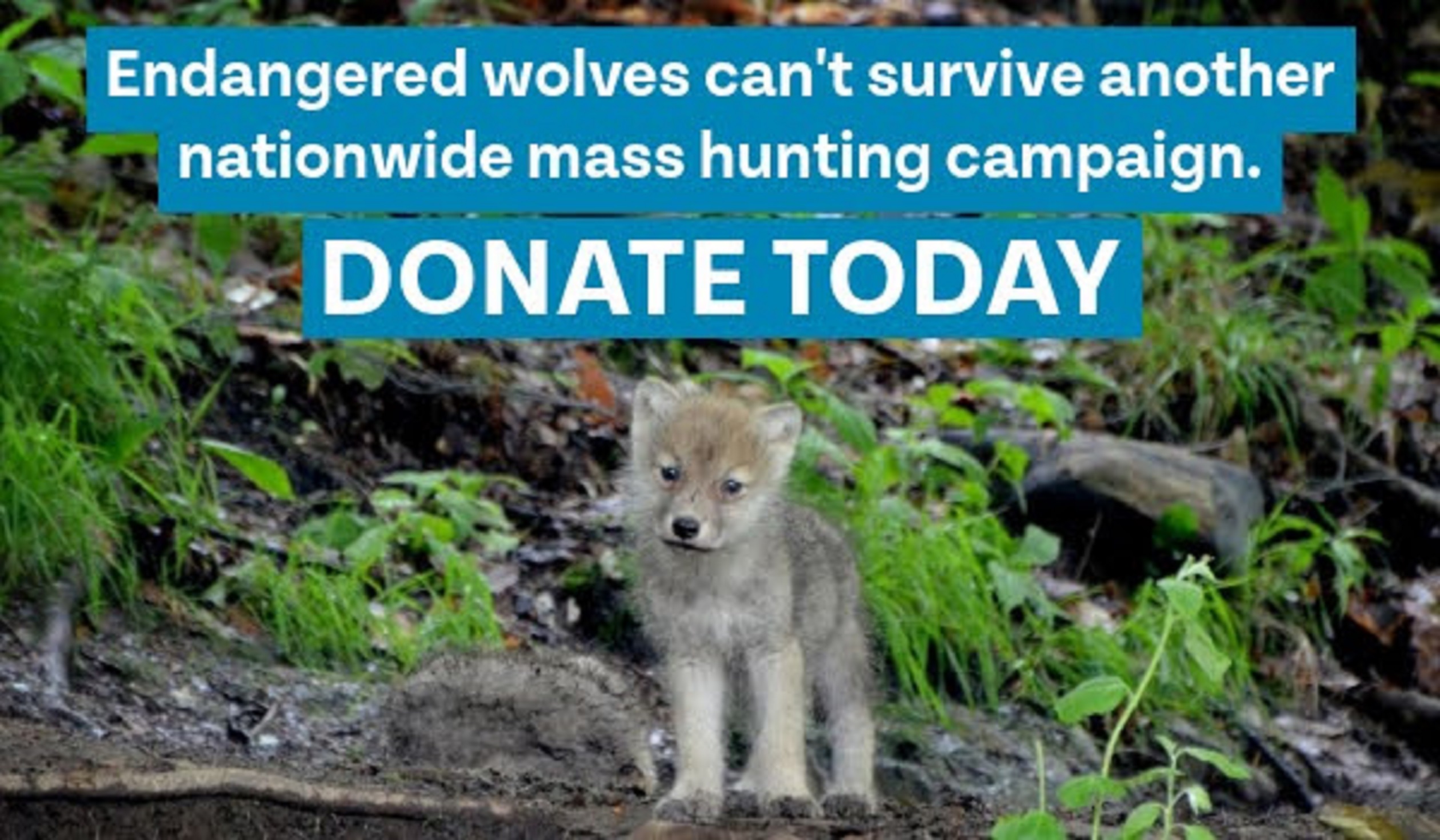 Urgent Appeal to Save Gray Wolves from Nationwide Eradication: Donate Today to Protect Endangered Wolves