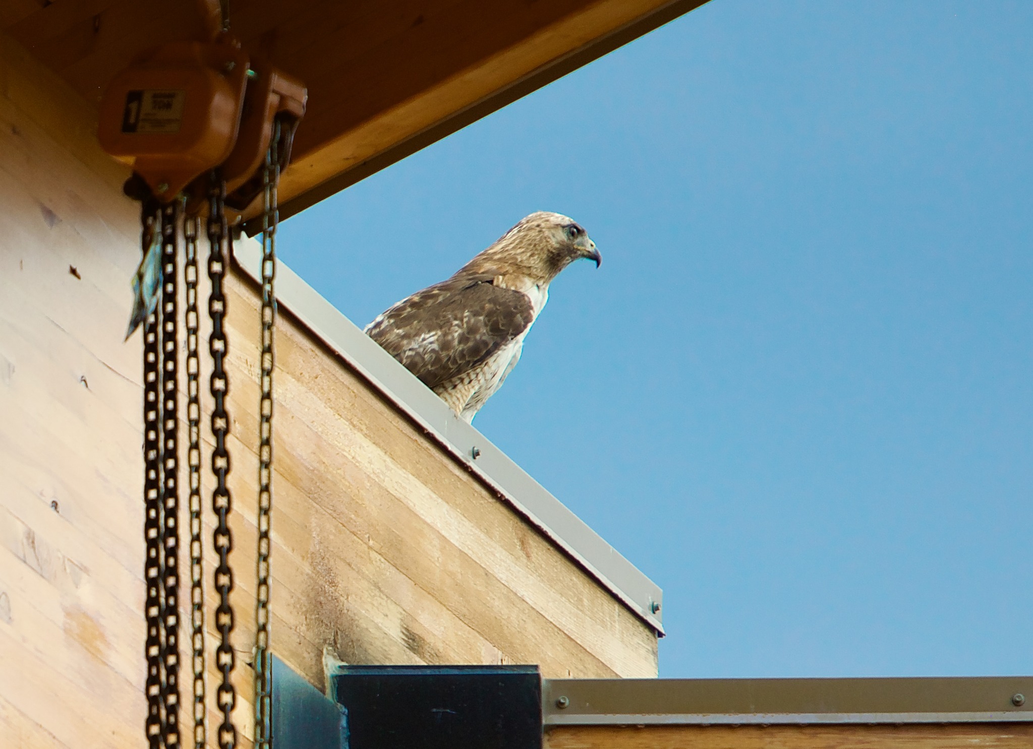 A Hawk checking out the show in Fort Collins